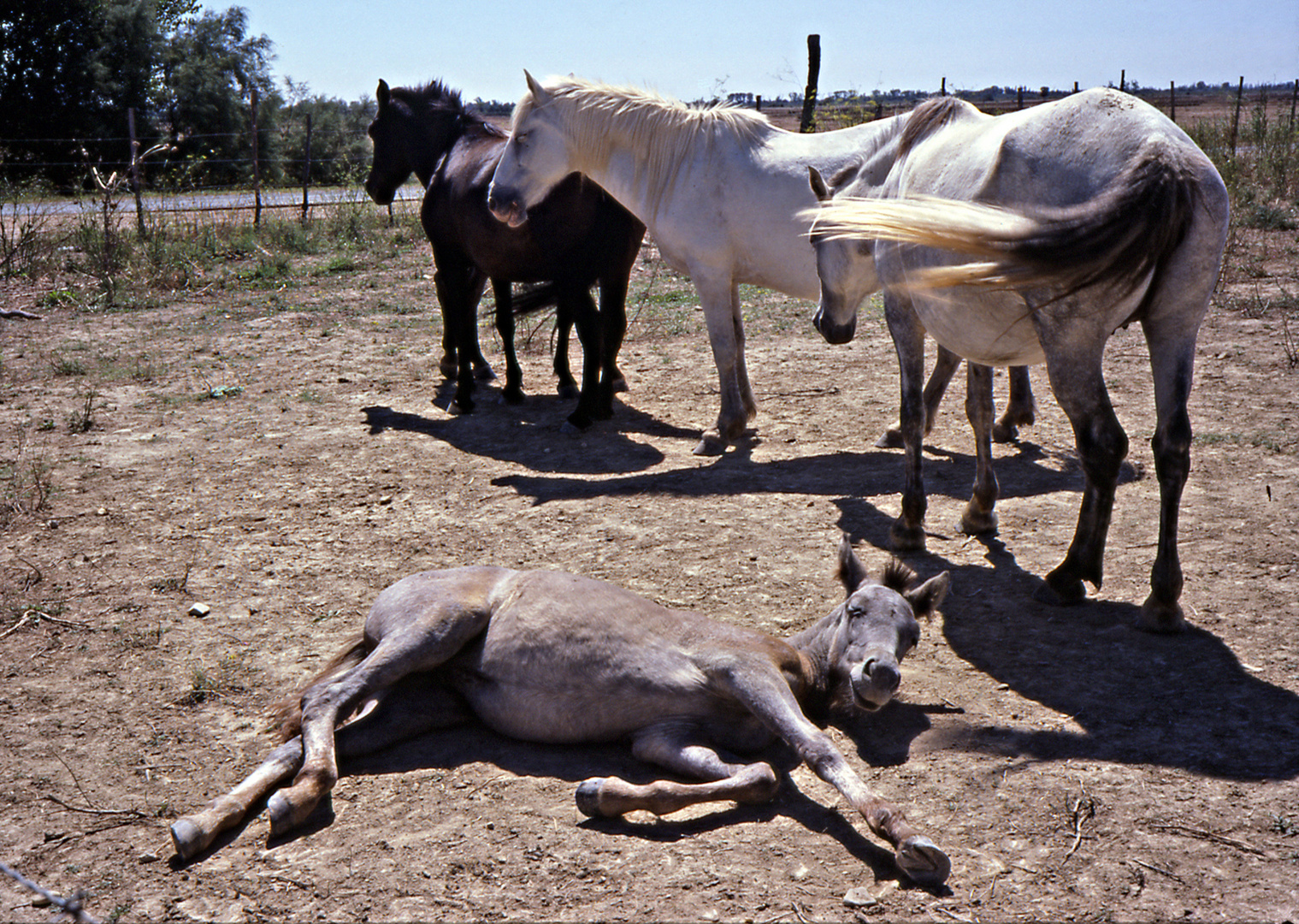 chevaux de Camargue ©