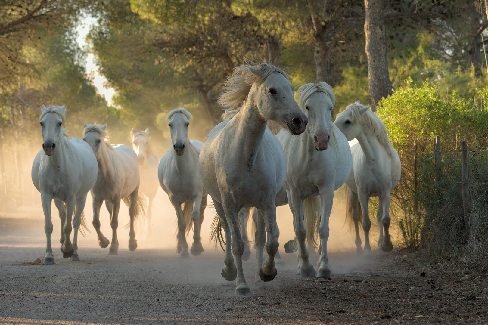 Chevaux de Camargue