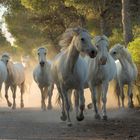 Chevaux de Camargue