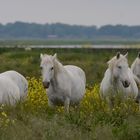 Chevaux de Camargue