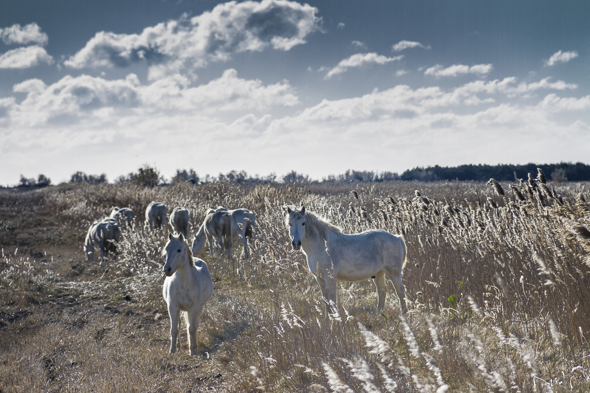 Chevaux de camargue