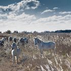 Chevaux de camargue