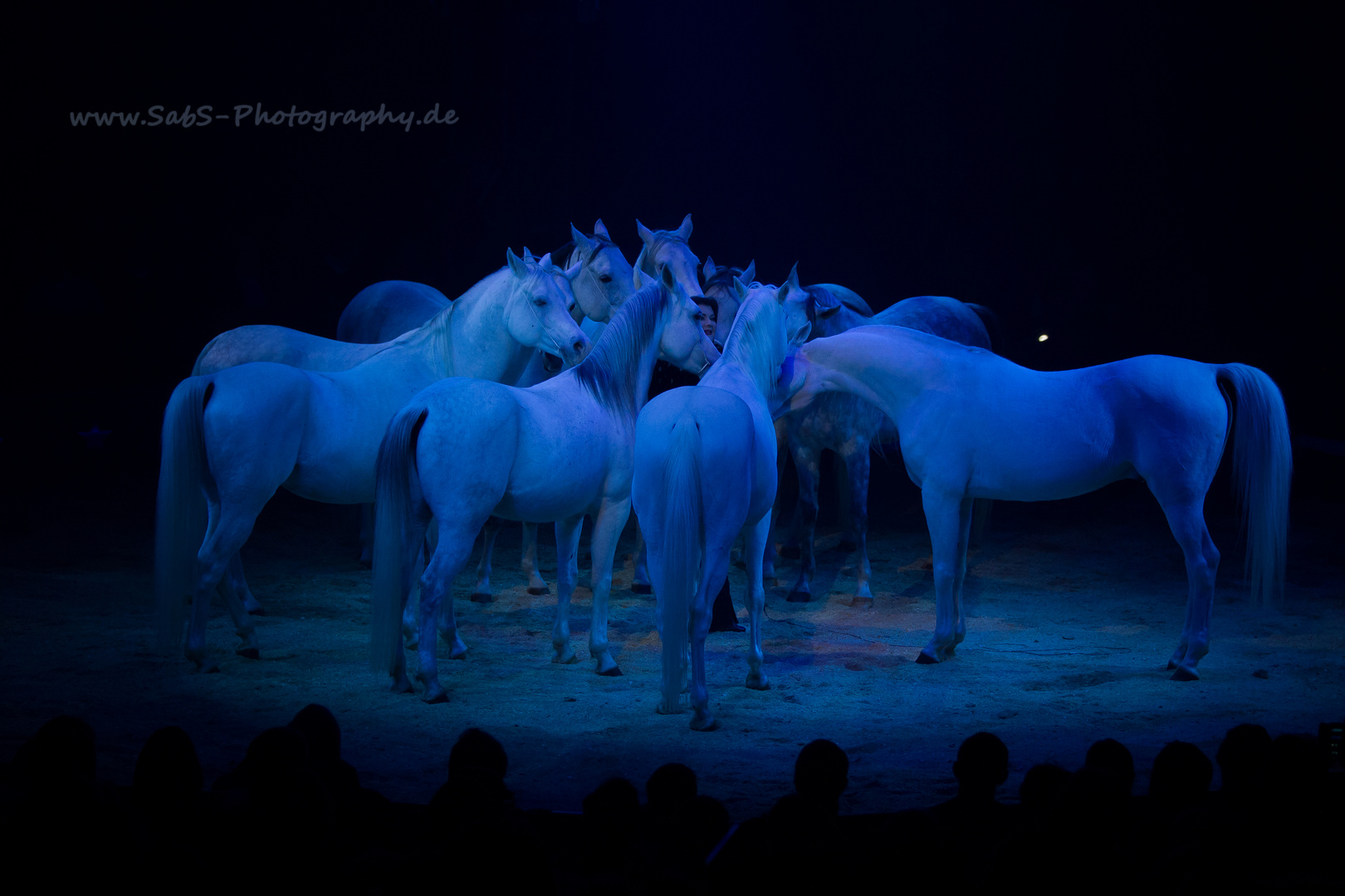 chevaux de cirque