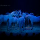 chevaux de cirque