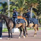 Chevaux de la Police Montée  -  Nice