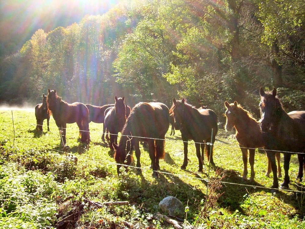 Chevaux de Mérens