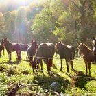 Chevaux de Mérens