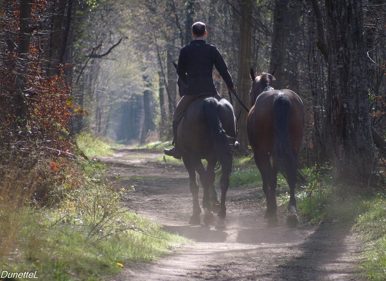 Chevaux de polo