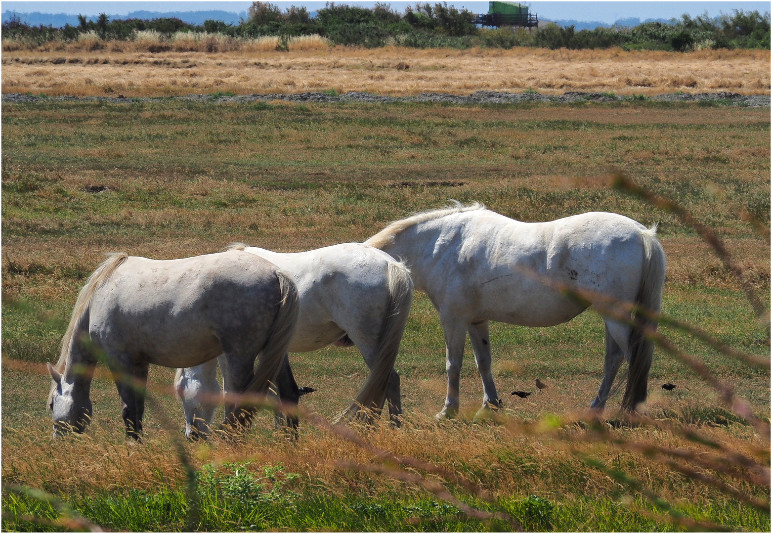  Chevaux de pré-salé