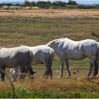  Chevaux de pré-salé