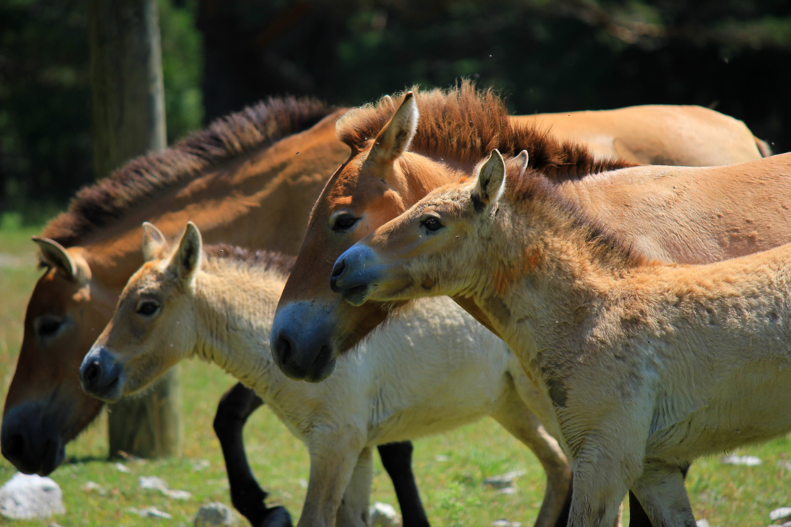 Chevaux de Przewalski