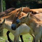 Chevaux de Przewalski