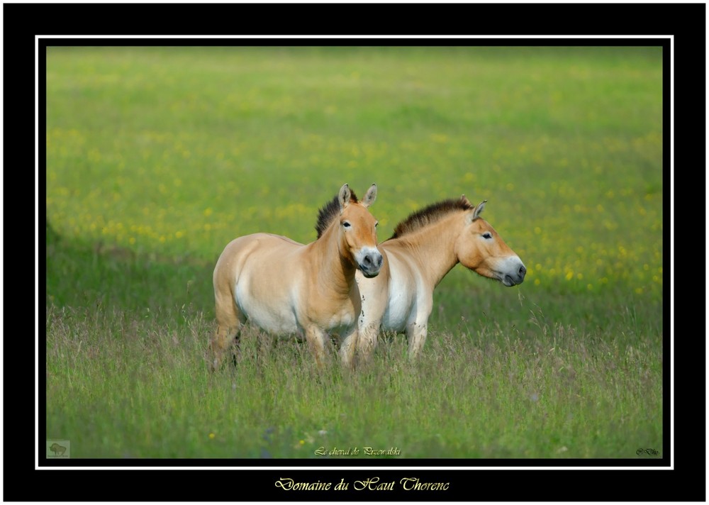 chevaux de przewalski