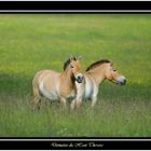 chevaux de przewalski