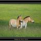 chevaux de przewalski