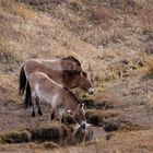 Chevaux de Przewalski