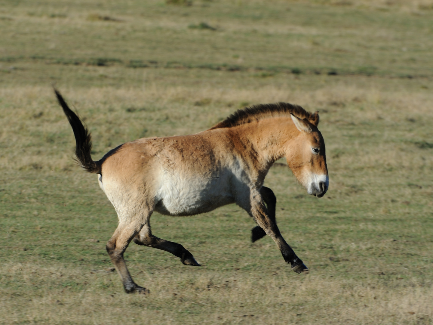 Chevaux de Przewalski Le Galop