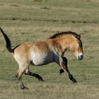 Chevaux de Przewalski Le Galop