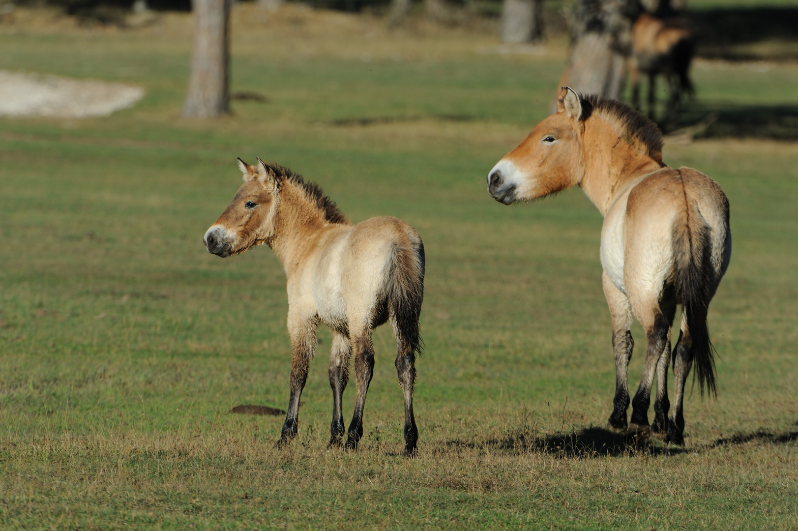 Chevaux de Przewaslki La Jument et son poulain