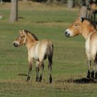 Chevaux de Przewaslki La Jument et son poulain