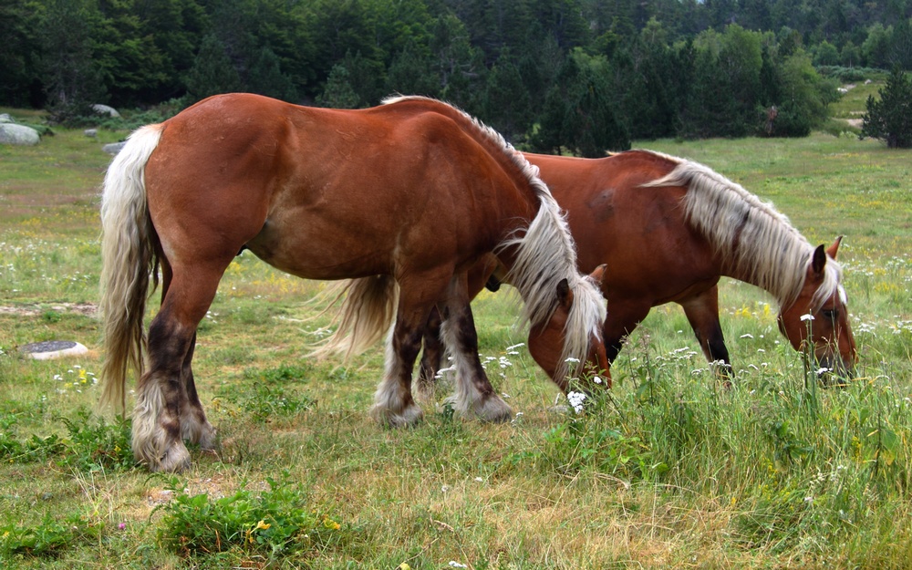 Chevaux de trait Comtois