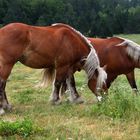 Chevaux de trait Comtois