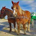 chevaux de Trait et voiture Verte