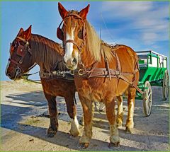 chevaux de Trait et voiture Verte