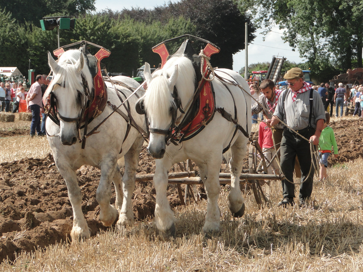 Chevaux de trait (normand)