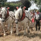 Chevaux de trait (normand)