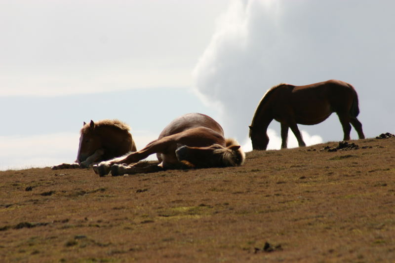 Chevaux des Pyrénées