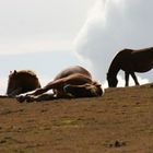 Chevaux des Pyrénées