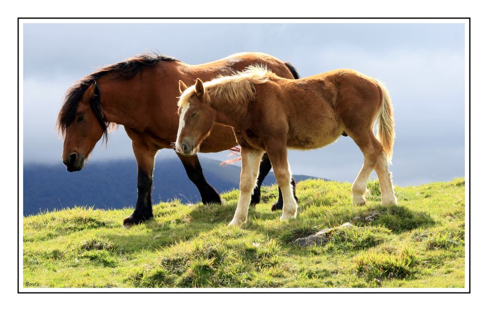 Chevaux d'Iraty