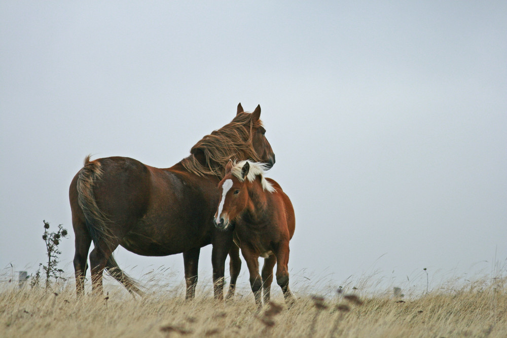 chevaux