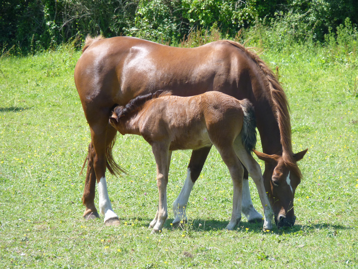 Chevaux