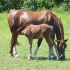 Chevaux