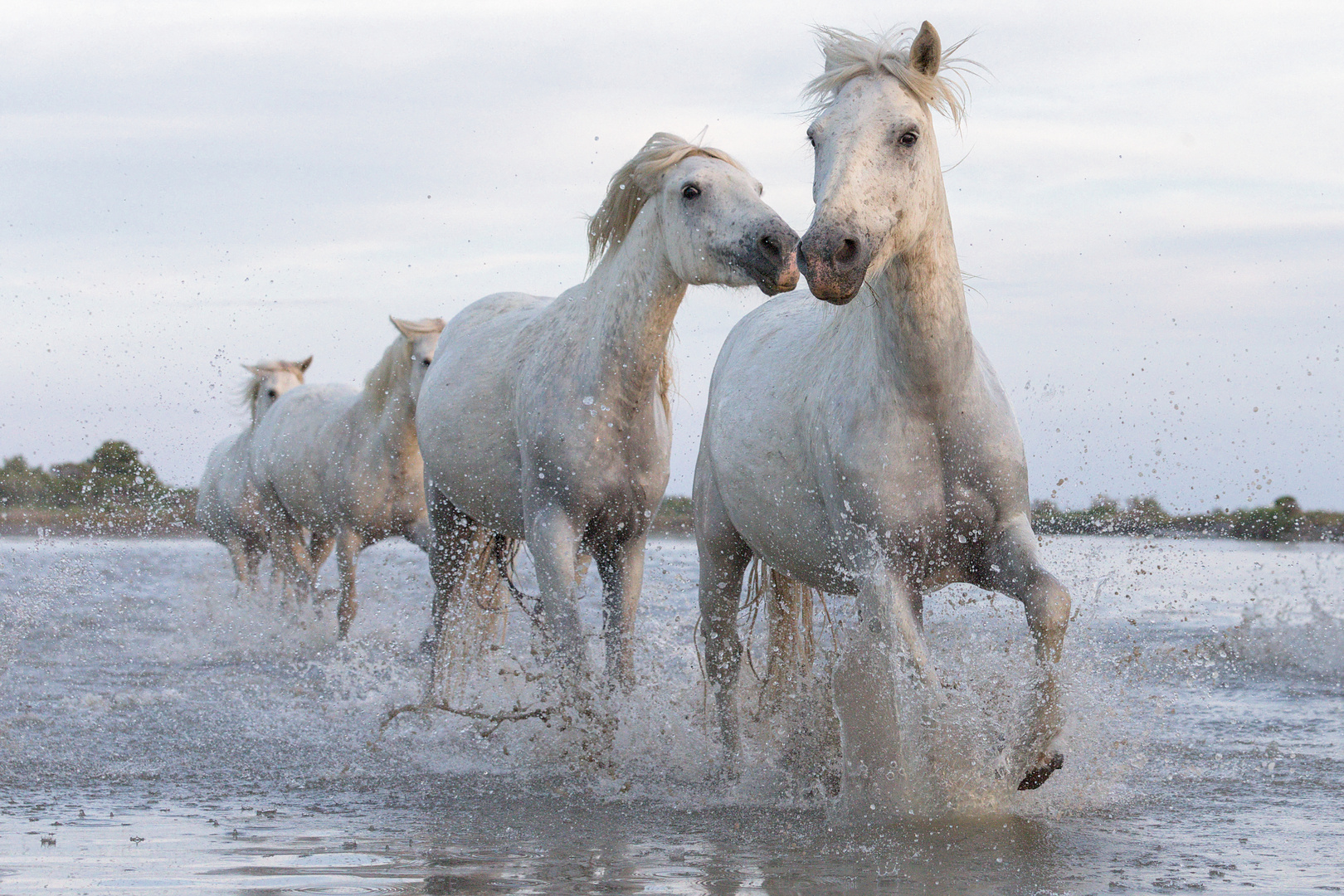 Chevaux en Camargue