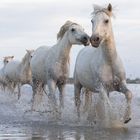 Chevaux en Camargue