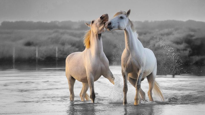 chevaux en camargue
