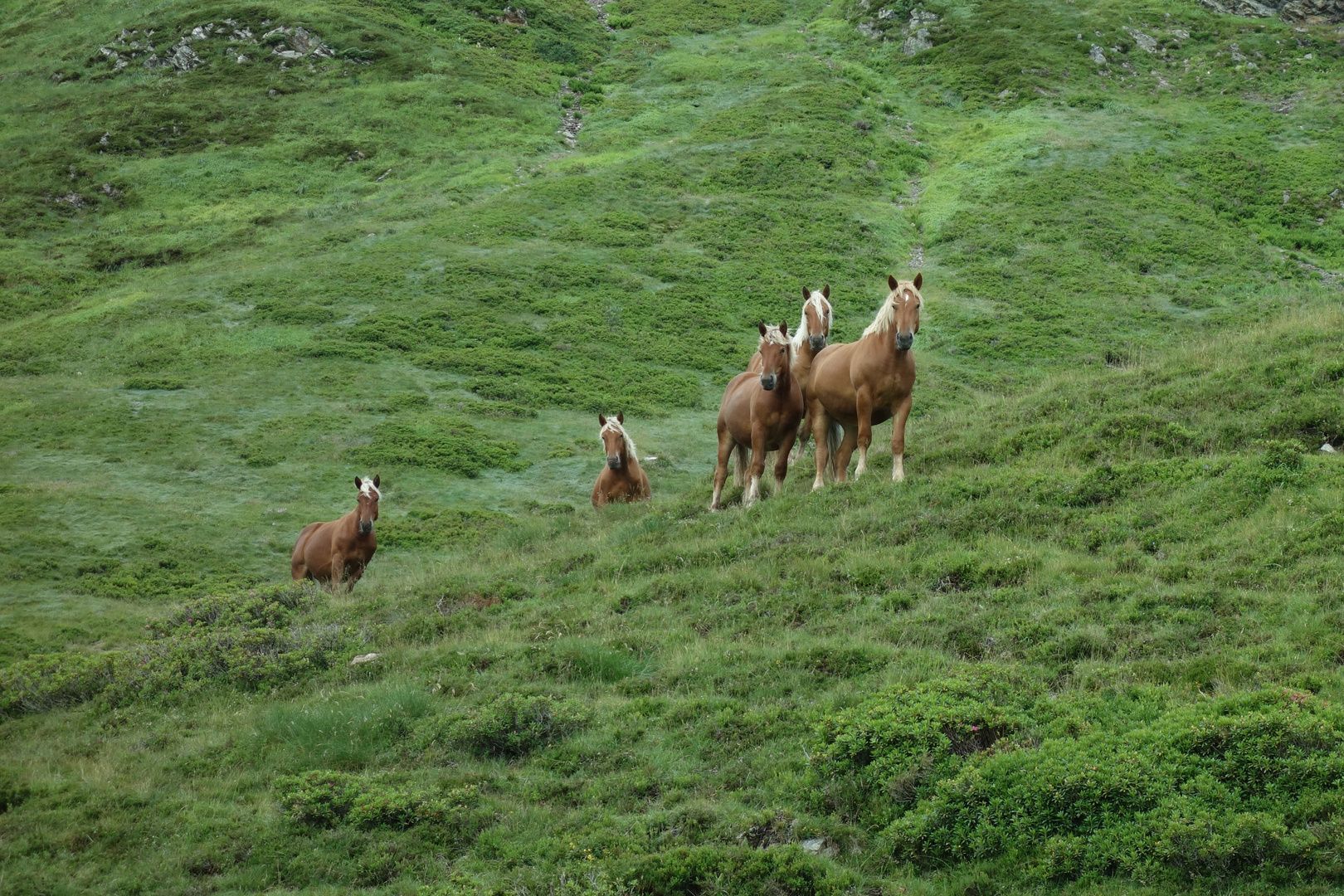 Chevaux en estives