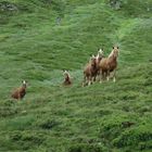 Chevaux en estives