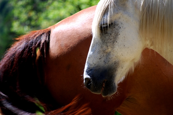 Chevaux en Haute-Provence