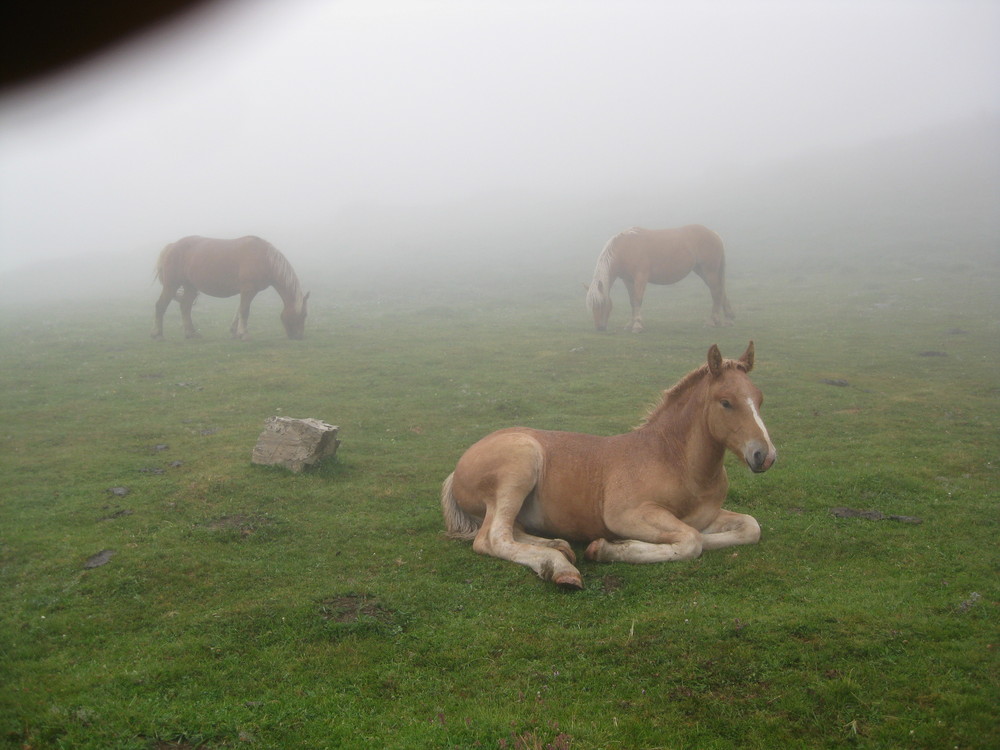 Chevaux en liberté -Ariège-