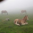 Chevaux en liberté -Ariège-