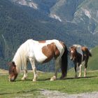 chevaux en liberté au col de l'Aubisque.