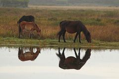 chevaux en liberté !!!