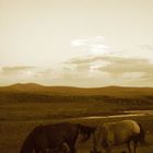 Chevaux en Mongolie.