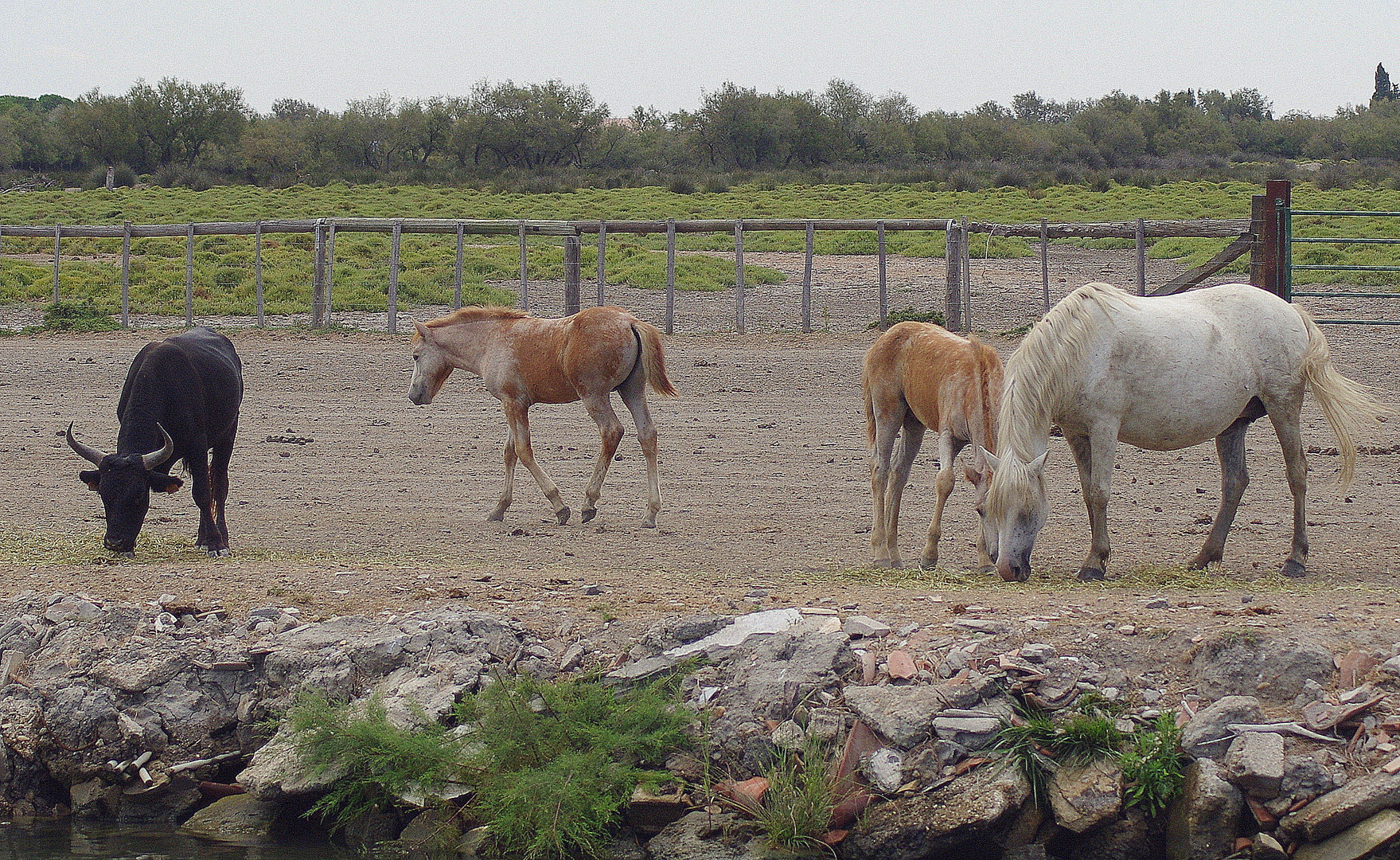 Chevaux et taureaux ... Camargue !