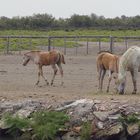 Chevaux et taureaux ... Camargue !