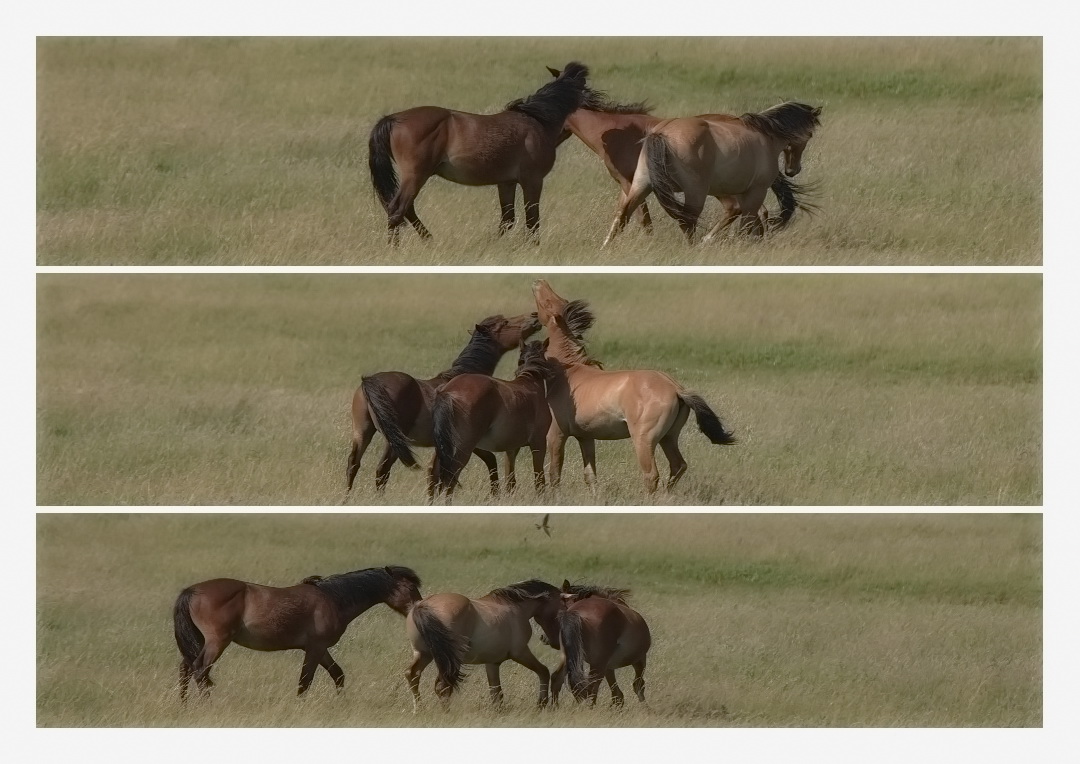 Chevaux Henson en baie de Somme